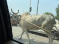 To beat fuel price blues, traders take to bullock carts in TN - Hindi News | To beat fuel price blues, traders take to bullock carts in TN | Latest politics News at Lokmattimes.com