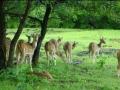 Govt efforts to conserve wildlife lead to rise in protected areas - Hindi News | Govt efforts to conserve wildlife lead to rise in protected areas | Latest politics News at Lokmattimes.com