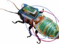Cyborg cockroaches to soon help inspect hazardous areas near you - Hindi News | Cyborg cockroaches to soon help inspect hazardous areas near you | Latest international News at Lokmattimes.com