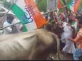 Bullock-cart collapses during Mumbai Cong's protest against fuel prices - Hindi News | Bullock-cart collapses during Mumbai Cong's protest against fuel prices | Latest maharashtra News at Lokmattimes.com