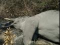 Probe launched after 2 wild elephants found dead in TN district - Hindi News | Probe launched after 2 wild elephants found dead in TN district | Latest national News at Lokmattimes.com