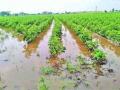 Unseasonal rains again damage crops in Telangana - Hindi News | Unseasonal rains again damage crops in Telangana | Latest politics News at Lokmattimes.com