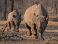Rhinoceros poaching surges in Namibia - Hindi News | Rhinoceros poaching surges in Namibia | Latest politics News at Lokmattimes.com