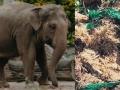 Plastic waste in elephant dung, TN's Valparai municipality in the dock - Hindi News | Plastic waste in elephant dung, TN's Valparai municipality in the dock | Latest national News at Lokmattimes.com