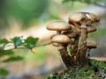 Eating more mushrooms may be good for your gut health - Hindi News | Eating more mushrooms may be good for your gut health | Latest health News at Lokmattimes.com