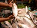 Fish remains an expensive commodity in Chennai - Hindi News | Fish remains an expensive commodity in Chennai | Latest politics News at Lokmattimes.com