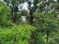 TN forest department to increase green cover in Nilgiris by 33% - Hindi News | TN forest department to increase green cover in Nilgiris by 33% | Latest national News at Lokmattimes.com
