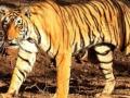 Sensor cameras, cage set up to catch man-eater tigress in Dudhwa - Hindi News | Sensor cameras, cage set up to catch man-eater tigress in Dudhwa | Latest national News at Lokmattimes.com
