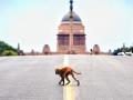 Supreme Court invites tenders for monkey scarers at judges' residences - Hindi News | Supreme Court invites tenders for monkey scarers at judges' residences | Latest national News at Lokmattimes.com