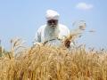 105 lakh metric tons wheat procured in Punjab, surpass last year's total - Hindi News | 105 lakh metric tons wheat procured in Punjab, surpass last year's total | Latest politics News at Lokmattimes.com