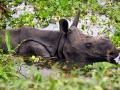 Rhino dies in Kaziranga National Park, authorities rule out poaching - Hindi News | Rhino dies in Kaziranga National Park, authorities rule out poaching | Latest national News at Lokmattimes.com