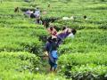 Darjeeling politics: Bengal govt to grant land deeds to tea garden workers - Hindi News | Darjeeling politics: Bengal govt to grant land deeds to tea garden workers | Latest politics News at Lokmattimes.com