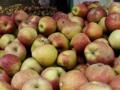 Study finds fungicides on apples, other fruits can host drug-resistant bugs - Hindi News | Study finds fungicides on apples, other fruits can host drug-resistant bugs | Latest international News at Lokmattimes.com