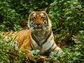 Despite success of Project Tiger, national animal fights for survival - Hindi News | Despite success of Project Tiger, national animal fights for survival | Latest national News at Lokmattimes.com