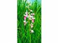 Rare orchid plant found in Dudhwa National Park - Hindi News | Rare orchid plant found in Dudhwa National Park | Latest national News at Lokmattimes.com