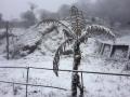 Darjeeling witnesses first snowfall of the year - Hindi News | Darjeeling witnesses first snowfall of the year | Latest national News at Lokmattimes.com