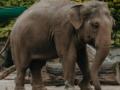 Elephant dies of festering leg wound in UP Reserve - Hindi News | Elephant dies of festering leg wound in UP Reserve | Latest international News at Lokmattimes.com
