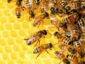 US approves first-ever vaccine for honeybees - Hindi News | US approves first-ever vaccine for honeybees | Latest international News at Lokmattimes.com