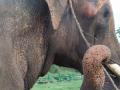 BJP leader killed by wild elephants near Guwahati - Hindi News | BJP leader killed by wild elephants near Guwahati | Latest politics News at Lokmattimes.com