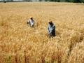 Karnataka new law to allow farmers sell crop for best price - Hindi News | Karnataka new law to allow farmers sell crop for best price | Latest politics News at Lokmattimes.com