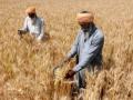 Record wheat procurement at 388.34 lakh tons - Hindi News | Record wheat procurement at 388.34 lakh tons | Latest business News at Lokmattimes.com