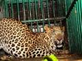 Leopard carcass found in UP district - Hindi News | Leopard carcass found in UP district | Latest national News at Lokmattimes.com