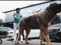Bengaluru man buys Caucasian Shepherd dog for Rs 20 crore - Hindi News | Bengaluru man buys Caucasian Shepherd dog for Rs 20 crore | Latest national News at Lokmattimes.com