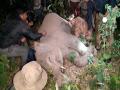 Bagdogra: Elephant calf hit by speeding car on Asian Highway 2 - Hindi News | Bagdogra: Elephant calf hit by speeding car on Asian Highway 2 | Latest national News at Lokmattimes.com