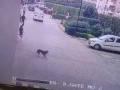 Dogs on the prowl: 10 strays caught from Noida society - Hindi News | Dogs on the prowl: 10 strays caught from Noida society | Latest national News at Lokmattimes.com