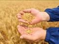 Syrian lab found wheat seeds offered by US contain harmful worm infection - Hindi News | Syrian lab found wheat seeds offered by US contain harmful worm infection | Latest politics News at Lokmattimes.com