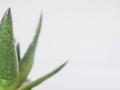Benefits of aloe vera for your skin - Hindi News | Benefits of aloe vera for your skin | Latest lifestyle News at Lokmattimes.com