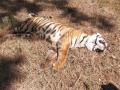 Tigress found dead in UP's Dudhwa buffer zone - Hindi News | Tigress found dead in UP's Dudhwa buffer zone | Latest national News at Lokmattimes.com