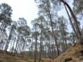 Himachal eyeing to use pine forest residue as biofuel - Hindi News | Himachal eyeing to use pine forest residue as biofuel | Latest national News at Lokmattimes.com
