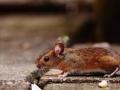 Two die of 'rodent plague' in Tibet; China warns residents to stay at home - Hindi News | Two die of 'rodent plague' in Tibet; China warns residents to stay at home | Latest international News at Lokmattimes.com