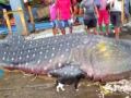 Mumbai fishermen net a whale shark - Hindi News | Mumbai fishermen net a whale shark | Latest maharashtra News at Lokmattimes.com
