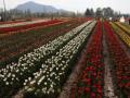 Kashmir on the crest of horticulture tourism - Hindi News | Kashmir on the crest of horticulture tourism | Latest national News at Lokmattimes.com