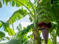 NRCB hopeful of banana exporters to ship their produce to Europe - Hindi News | NRCB hopeful of banana exporters to ship their produce to Europe | Latest politics News at Lokmattimes.com