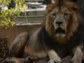 Sri Lanka's Covid-infected lion recovering - Hindi News | Sri Lanka's Covid-infected lion recovering | Latest international News at Lokmattimes.com