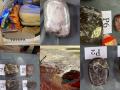 TN: 18.1 kg ambergris valued at Rs 31.6 crore seized, four arrested - Hindi News | TN: 18.1 kg ambergris valued at Rs 31.6 crore seized, four arrested | Latest national News at Lokmattimes.com
