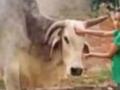 Villagers in UP mourn 'Babuji' the bull - Hindi News | Villagers in UP mourn 'Babuji' the bull | Latest international News at Lokmattimes.com