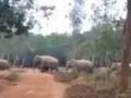 Herd of elephants walking in straight line impress Twitter - Hindi News | Herd of elephants walking in straight line impress Twitter | Latest national News at Lokmattimes.com