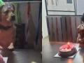UP Police celebrates sniffer dog's birthday - Hindi News | UP Police celebrates sniffer dog's birthday | Latest national News at Lokmattimes.com