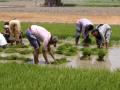 Deficit rains in eastern states leads to less paddy sowing, other crops up - Hindi News | Deficit rains in eastern states leads to less paddy sowing, other crops up | Latest politics News at Lokmattimes.com