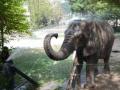 Lahore Zoo staff, animals tested for COVID-19 - Hindi News | Lahore Zoo staff, animals tested for COVID-19 | Latest international News at Lokmattimes.com