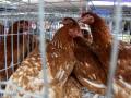 Bird flu cases in Japan reach record high this season - Hindi News | Bird flu cases in Japan reach record high this season | Latest international News at Lokmattimes.com