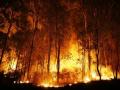 Opposition slams Odisha govt over rising forest fire incidents in state - Hindi News | Opposition slams Odisha govt over rising forest fire incidents in state | Latest politics News at Lokmattimes.com