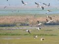 Haiderpur wetland in UP recongnised as Ramsar Site - Hindi News | Haiderpur wetland in UP recongnised as Ramsar Site | Latest national News at Lokmattimes.com