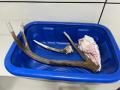 Russian man held with Sambar antlers at IGI airport - Hindi News | Russian man held with Sambar antlers at IGI airport | Latest national News at Lokmattimes.com