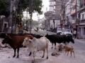 Battle for UP: Free rations versus stray cattle - Hindi News | Battle for UP: Free rations versus stray cattle | Latest politics News at Lokmattimes.com