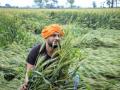 Unseasonal rains hit wheat crop in Punjab, Haryana; CMs promise relief - Hindi News | Unseasonal rains hit wheat crop in Punjab, Haryana; CMs promise relief | Latest national News at Lokmattimes.com